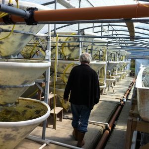 Marine sea urchin tanks